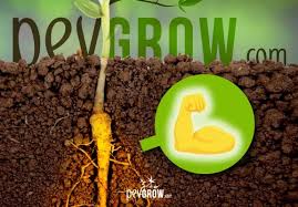 Iba promotes root growth, while salicylic acid (think of aspirin) heightens the plant's defenses. Make Your Homemade Stimulant Of Roots For Marijuana