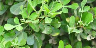 Image result for Searsia rogersii