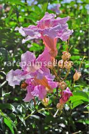 Image result for Podranea