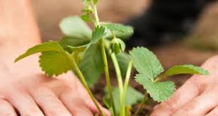 Das set enthält alles, was sie zum anbau von erdbeeren, minze und basilikum benötigen. Krauter Auf Dem Balkon Ziehen Die Besten Tipps Focus De