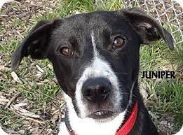 Lapeer Mi Labrador Retriever Meet Juniper Feist Lab Mix Cute A Pet For Adoption Adoptapet Com