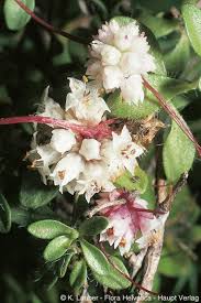 Image result for Cuscuta planiflora