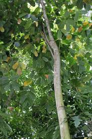 Image result for Antiaris