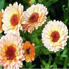 Outsidepride Calendula Pink Surprise 1000 Seeds Outsidepride Flower Seed Http Www Amazon Com Dp B004hpr0f2 Ref Cm Sw Flower Seeds Calendula Shade Flowers