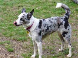 pin on my favorite pets