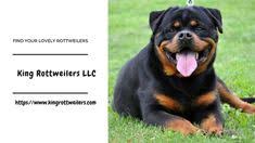Inquiring about rottweilers available now, complete a questionnaire. 7 Best Rottweiler Puppy Cost Ideas Rottweiler Puppies Rottweiler Puppies