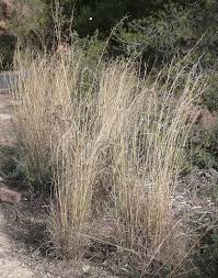 Image result for Hyparrhenia anamesa