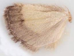 Image result for Evergestis limbata