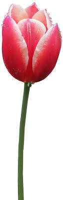 Tulip Png 02 Tulips Tulips Flowers Flower Drawing