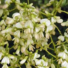 Image result for Sophora inhambanensis