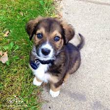 Check spelling or type a new query. Bernese Mountain Dog Puppies Mn L2sanpiero