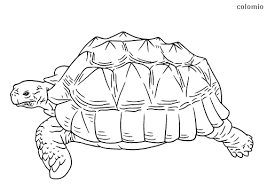 Coloring pages for girls animals fish245e. Zoo Animals Coloring Pages Free Printable Zoo Coloring Sheets