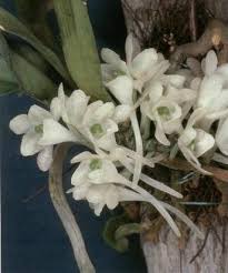 Image result for Tridactyle bicaudata