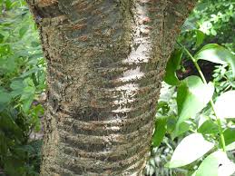 For best results, use jobe's fertilizer spikes for trees & shrubs in early spring and late fall. Prunus Serotina Black Cherry Wild Cherry Wild Rum Cherry North Carolina Extension Gardener Plant Toolbox