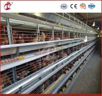 Bestchickencage H Type Layer Cage China Wooden Chicken Layer Cage Factory  OEM Custom Suitable Temperature Design Battery Chicken Broiler Layer Cage