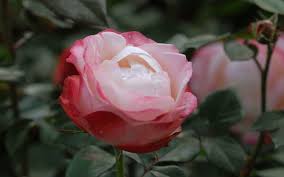 Wir haben wieder für sie geöffnet! Rosa Nostalgie Edel Rose