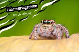 Image result for große winkelspinne biss haut reaktion