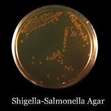 Image result for Shigella