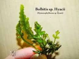Image result for Hymenophyllaceae