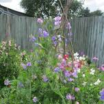 Winsley Open Gardens