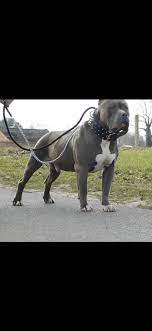 Our dogs not only possess extraordinary athletic abilities and great looks but beautiful. American Xxl Bully Oder Standard Tiere Hund Hunderasse