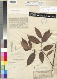 Image result for Alafia orientalis