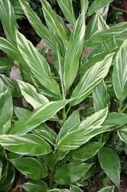 Image result for Zingiber