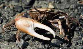 Image result for Crabbea velutina