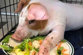 One particularly ballsy dude, pat fraser, is requesting $80,000 for a combination of a new album and complete. Injured Piglet Found On Ontario Highway Gets Fundraising Campaign News
