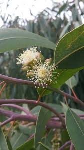 Image result for Eucalyptus camaldulensis
