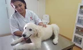 We know that new infections among vaccinated people is very low. Annual Vaccines For Dog Or Cat Pet Station Veterinary Clinic Groupon