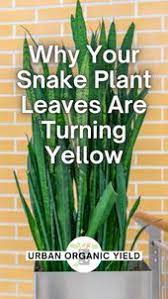 Why My Snake Plant Has Yellow Leaves And How To Fix It Pinterest
