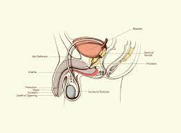 From wikimedia commons, the free media repository. Male Anatomy Everything You Need To Know Penis Teen Vogue