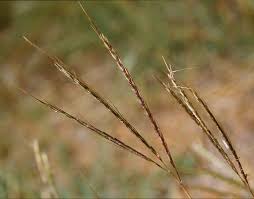 Image result for Bothriochloa