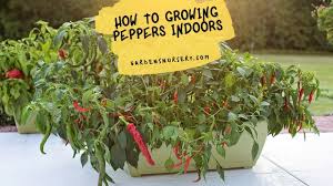 Pepper plants grow slowly when temperatures are below 55 f and they may lose flowers and/or leaves. How To Grow Peppers Indoors In Home Garden Gardens Nursery