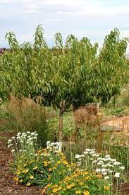 Tips To Grow Fruit Trees Fruit Garden Growing Fruit Trees Garden Trees