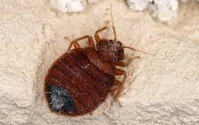 Unlike other pest control companies, we use an. Bed Bugs The Good And The Bad