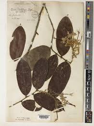 Image result for Dactyladenia