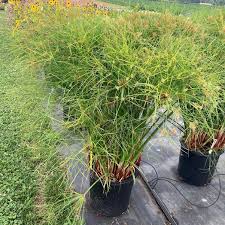 Image result for Cyperus tenuispica