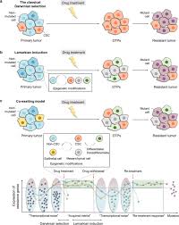 Stem cells play many important roles in our bodies from embryonic development through adulthood. Emerging Role Of Tumor Cell Plasticity In Modifying Therapeutic Response Signal Transduction And Targeted Therapy