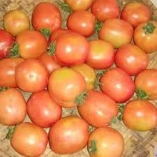 It's when the larvae near pupation that the real trouble begins. Pdf Challenges And Opportunities In Tomato Production Chain And Sustainable Standards Introduction
