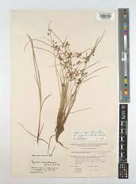 Image result for Pycreus niger