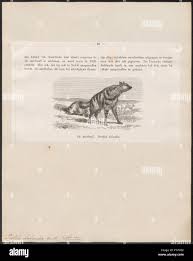 Image result for Hypericum lalandii