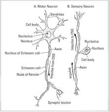 The students may follow these steps to make their neuron diagram, but the process is complex: What S The Basic Structure Of Nerves Neurons Motor Neuron Nervous System Anatomy