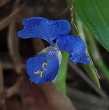Image result for Commelina nyasensis