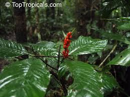 Image result for Psychotria sp. B