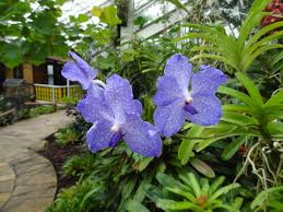 Image result for Vanda coerulea