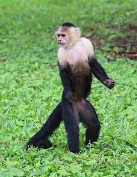 Maybe you would like to learn more about one of these? Allure Capuchin Monkey Pet Monkey Primates