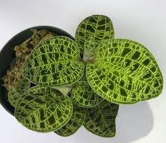 Maybe you would like to learn more about one of these? How To Care For Macode Petola Quora