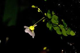 Image result for Utricularia striatula